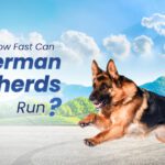 German Shepherd Running Speed