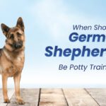 German Shepherd Be Potty Trained