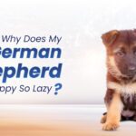 My German Shepherd Puppy So Lazy