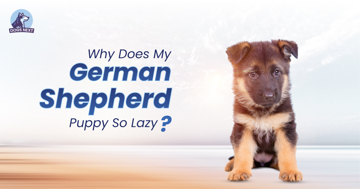 My German Shepherd Puppy So Lazy