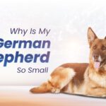 German Shepherd So Small