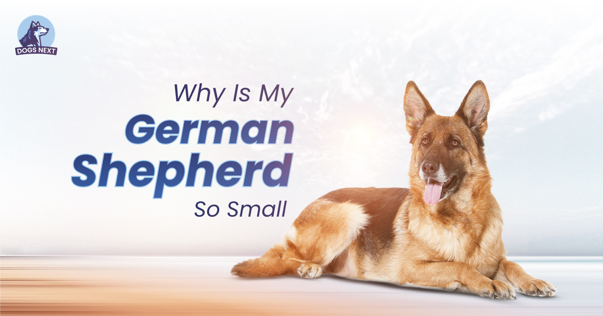 German Shepherd So Small