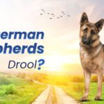 Do German Shepherds Drool