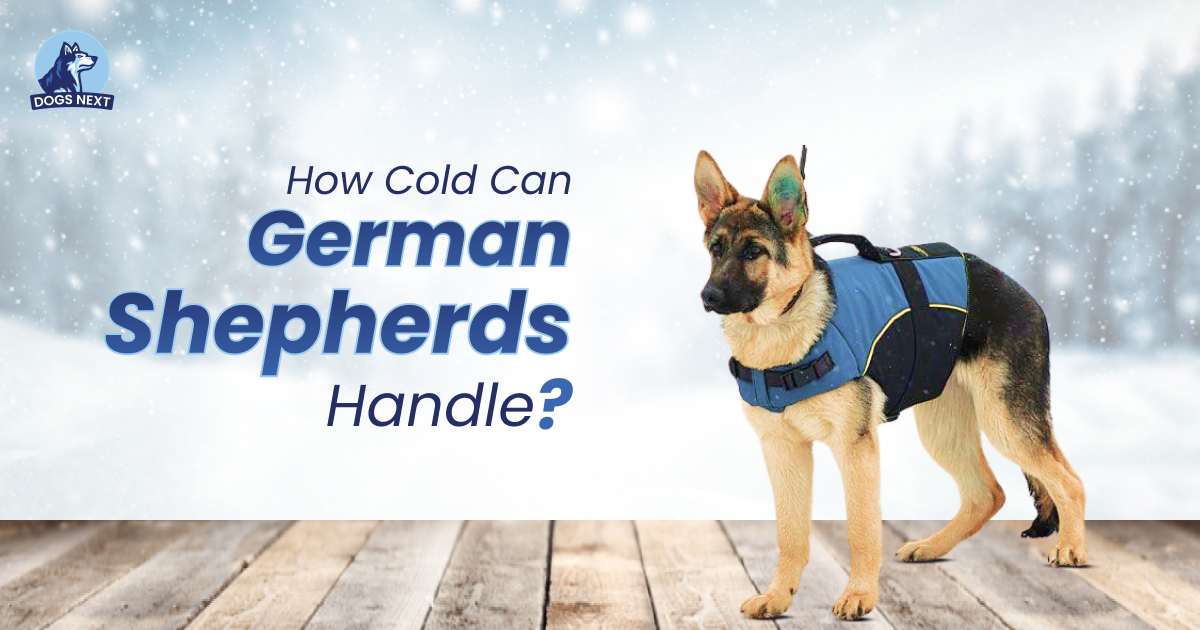 Cold Can German Shepherds Handle