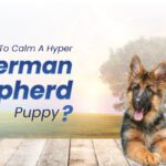 Calm A Hyper German Shepherd Puppy
