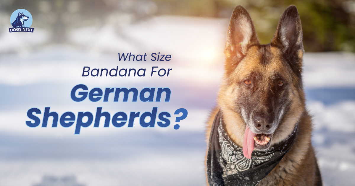 Bandana Is Ideal for Your German Shepherd