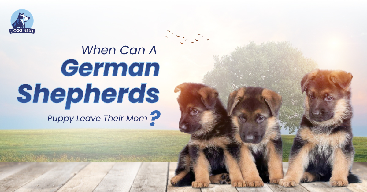 German Shepherd Puppy Leave Its Mother