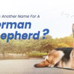 What Is Another Name for a German Shepherd