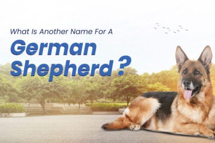 What Is Another Name for a German Shepherd