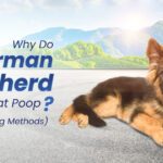 German Shepherd Puppy Eat Poop