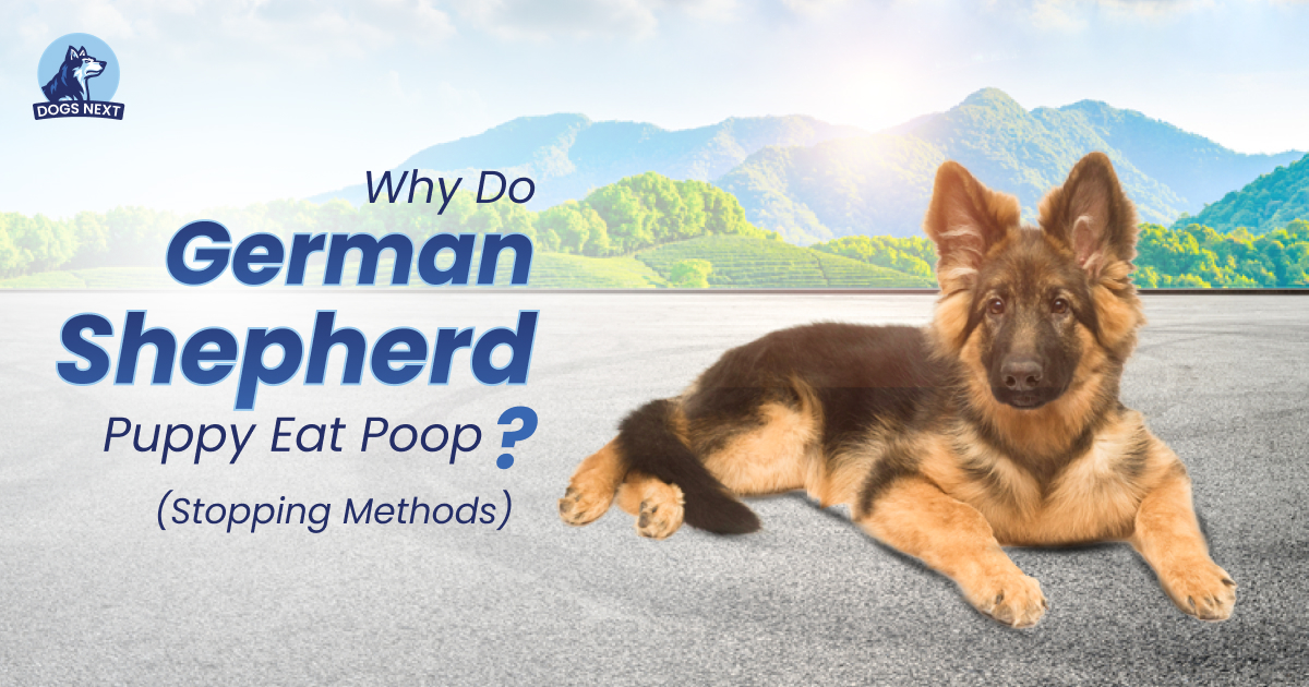 German Shepherd Puppy Eat Poop