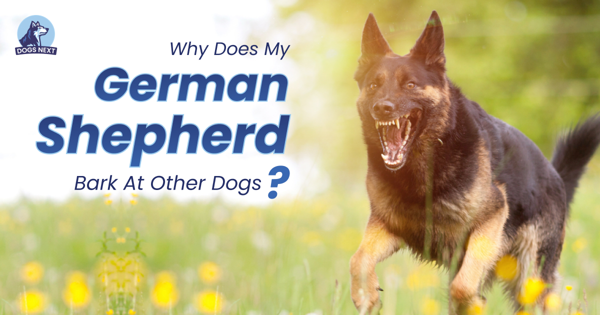 German Shepherd Barks at Other Dogs