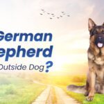 German Shepherd Be an Outside Dog