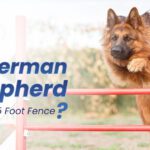 German Shepherd Jump a 5-Foot Fence