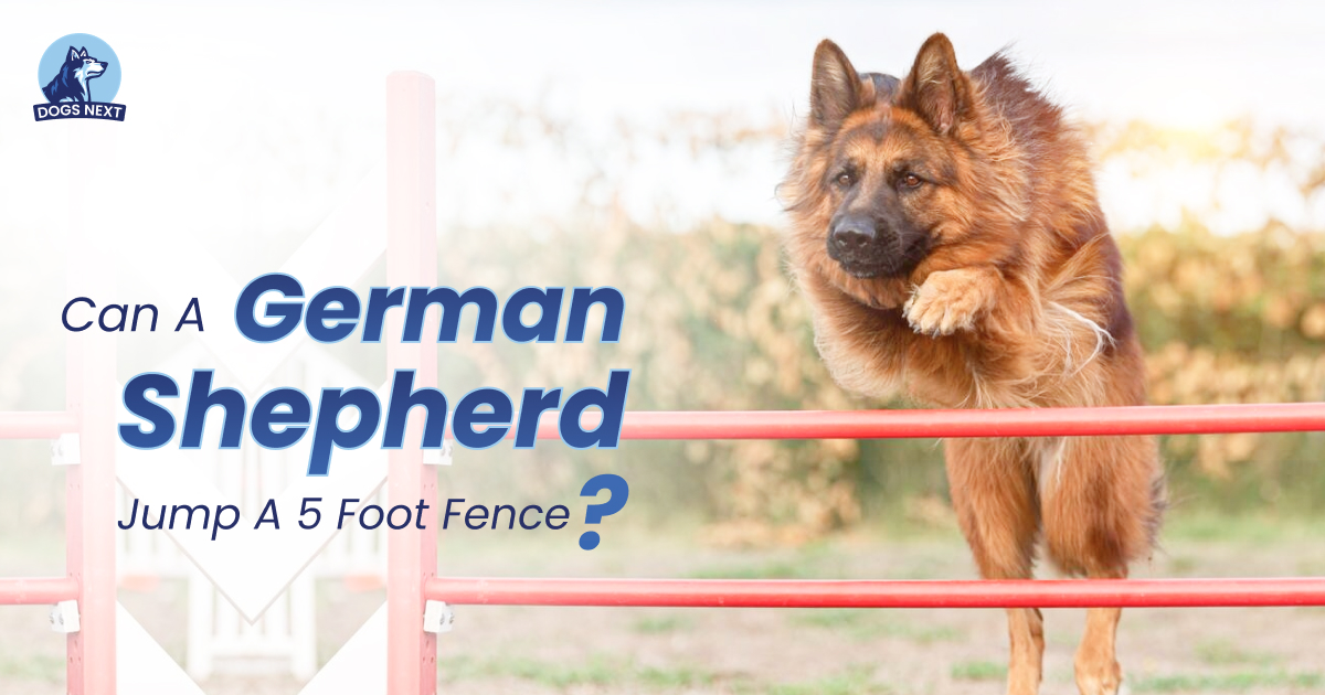German Shepherd Jump a 5-Foot Fence