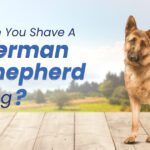 Shave a German Shepherd Dog