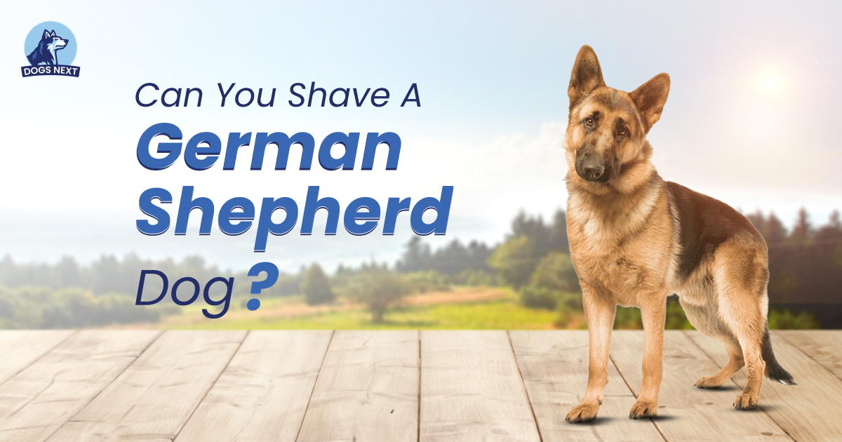 Shave a German Shepherd Dog
