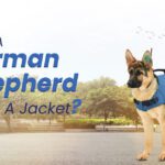 German Shepherd Need a Jacket