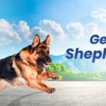 German Shepherd Run
