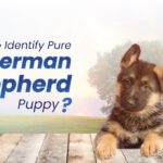Pure German Shepherd Puppy