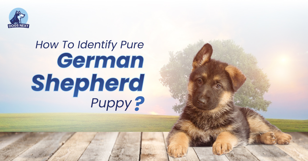 Pure German Shepherd Puppy