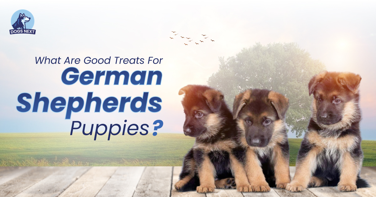 Perfect Treats for German Shepherd Puppies