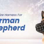 harness for a german shepherd puppy