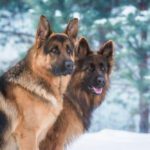 10 Fascinating Facts about German Shepherd Temperament