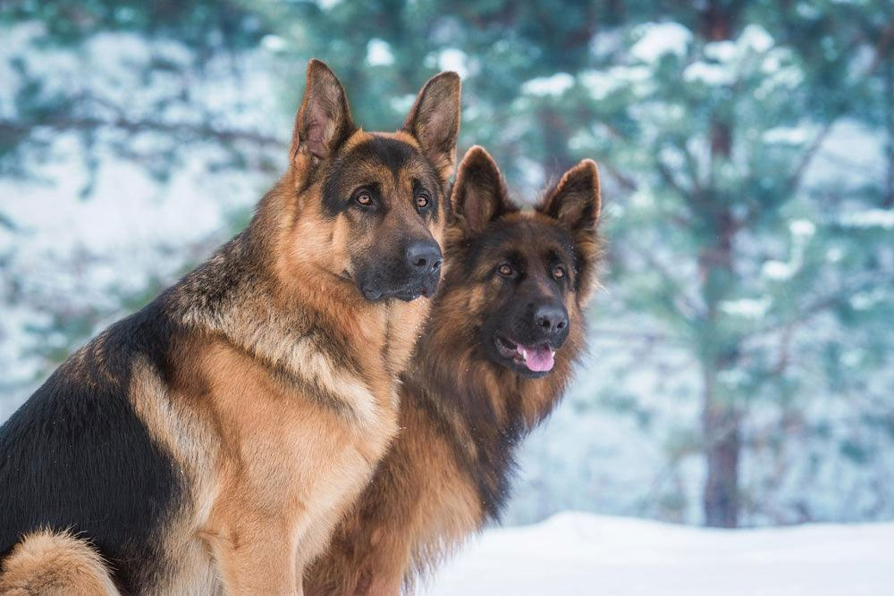 10 Fascinating Facts about German Shepherd Temperament