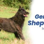 Are Brindle German Shepherds Truly Rare