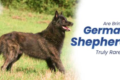 Are Brindle German Shepherds Truly Rare