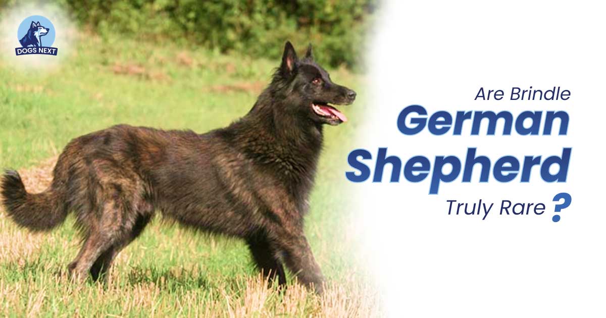 Are Brindle German Shepherds Truly Rare