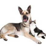 Are German Shepherds Good With Cats?