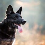 Best Dog German Shepherd
