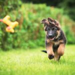 Best German Shepherd Puppy Training Guide