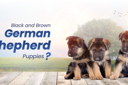 Black and Brown German Shepherd Puppies