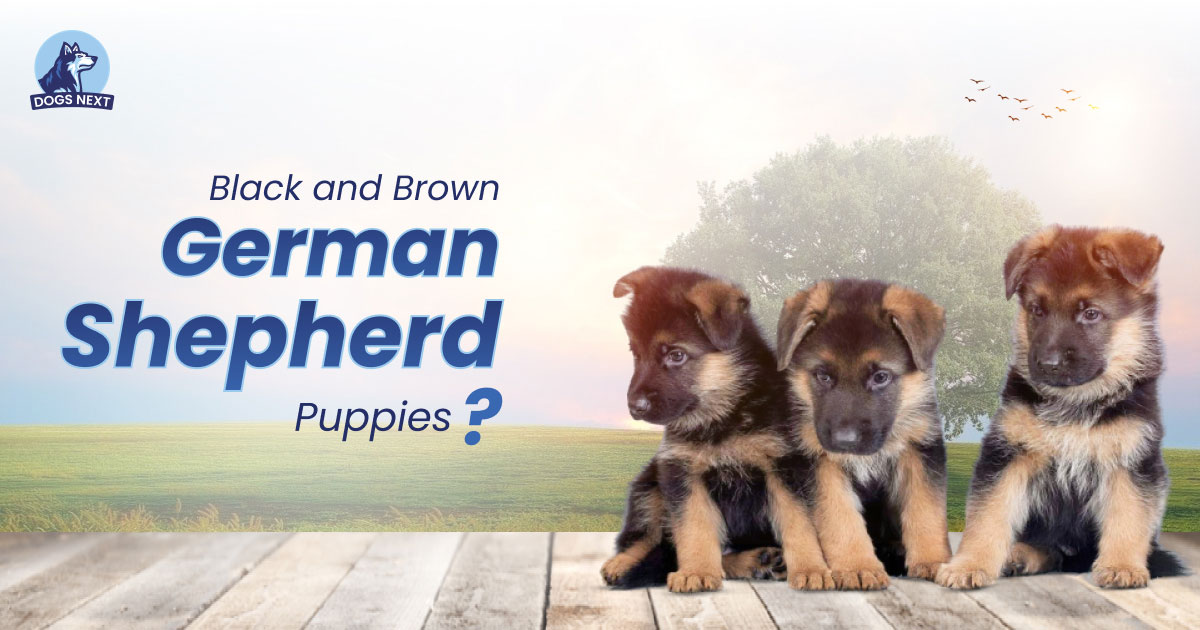 Black and Brown German Shepherd Puppies
