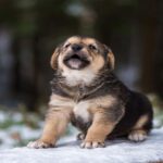 Brown German Shepherd Puppy