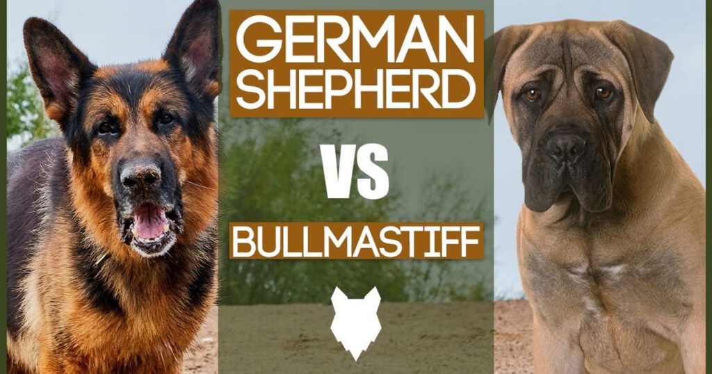 Bullmastiff German Shepherd Mix Breed Overview