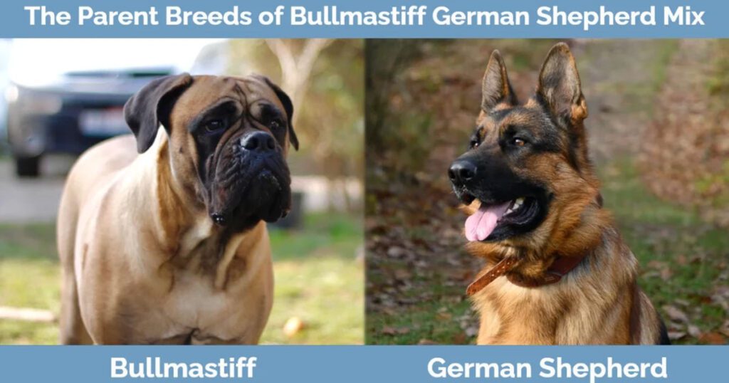 Bullmastiff German Shepherd Mix Puppies