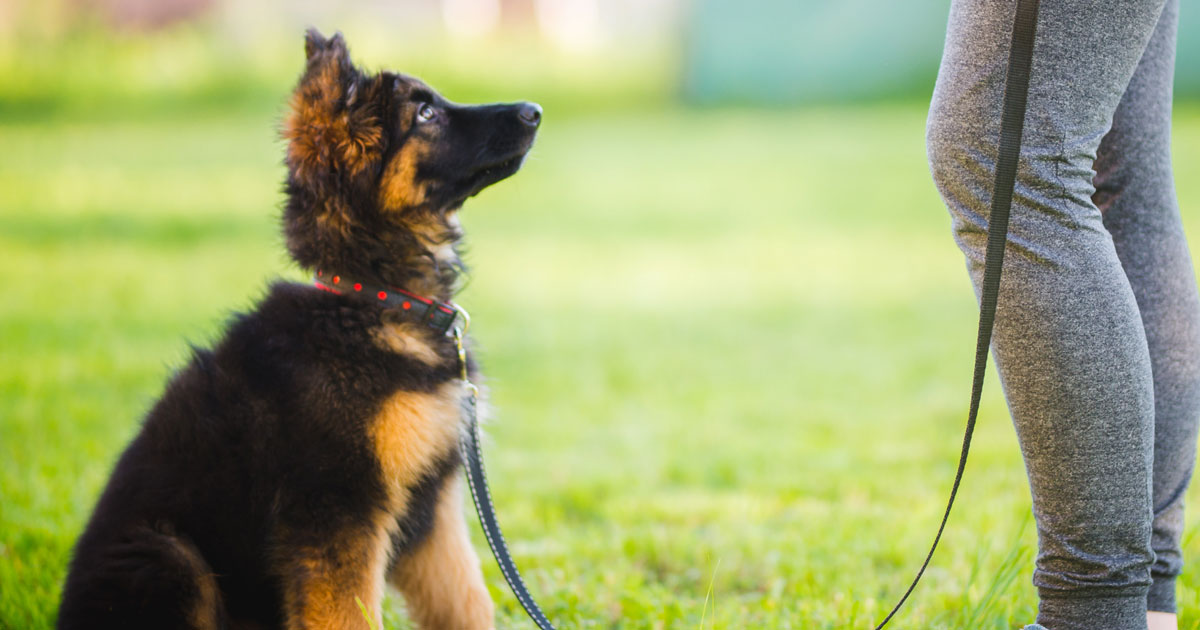 Discipline a German Shepherd Puppy