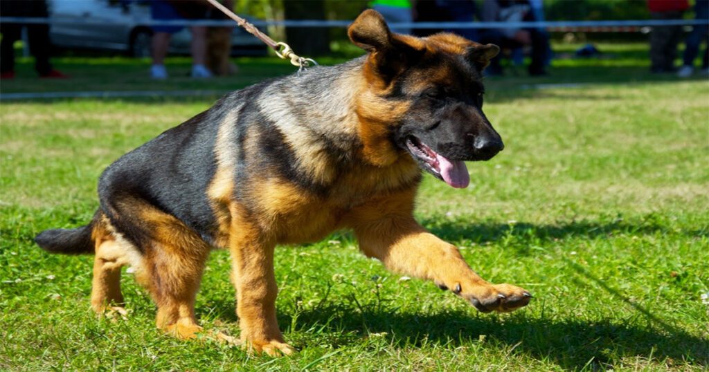 Finding the Best German Shepherd Dog