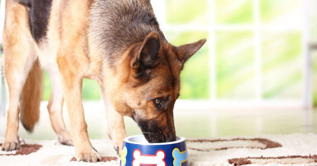 Food Quality and Palatability Assessing the Right Diet for Your German Shepherd