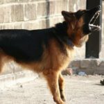 German Shepherd from Barking at Strangers