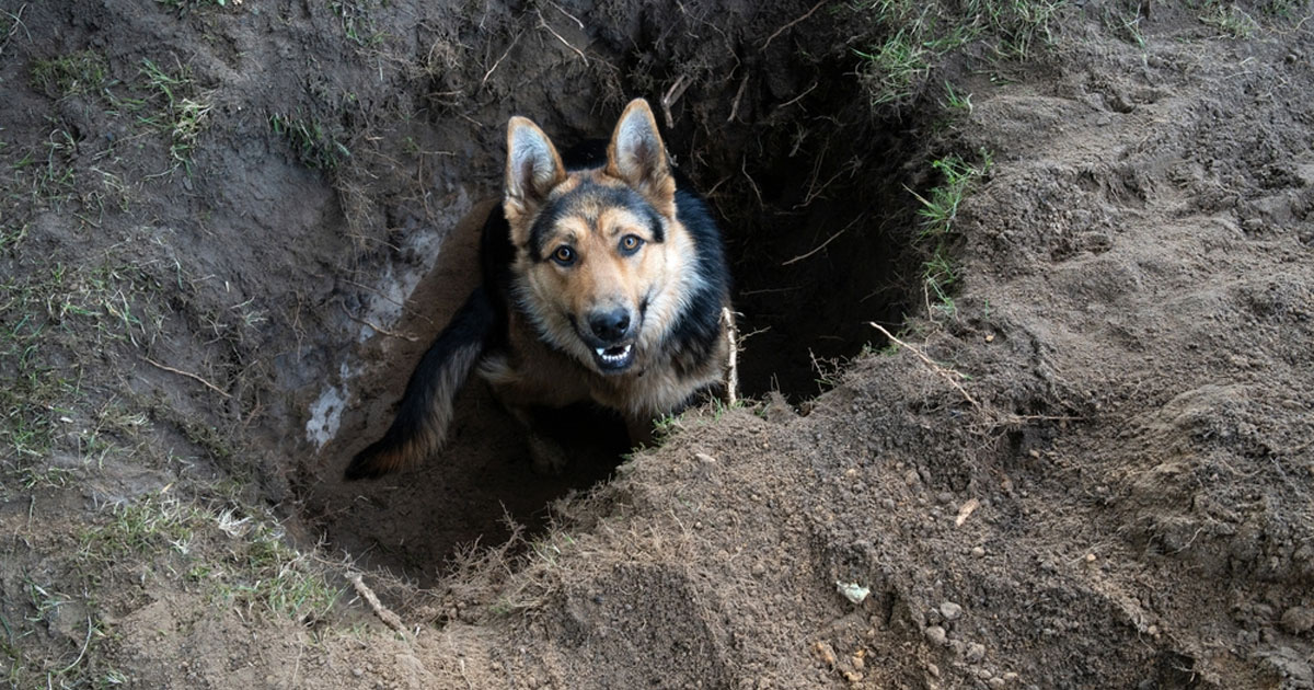 German Shepherd from Digging Holes