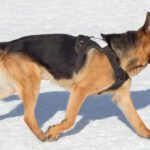 German Shepherds Chase Their Tails