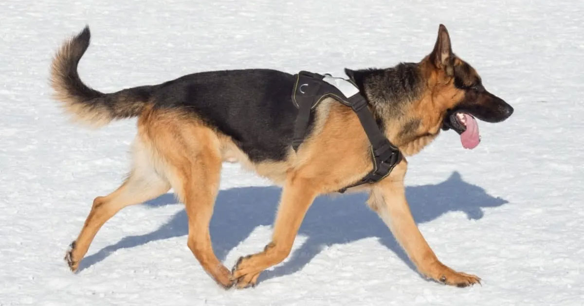 German Shepherds Chase Their Tails