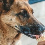 German Shepherds Eat Ice Cream