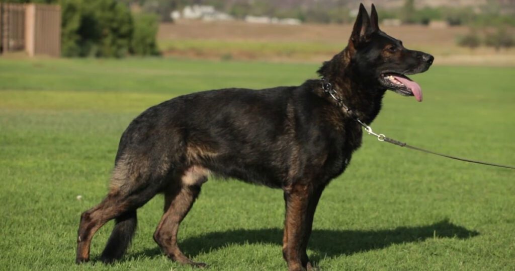 Common Triggers for Tail Chasing in German Shepherds