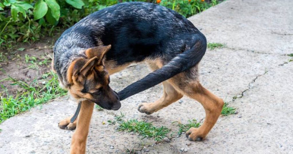 Understanding Tail-Chasing Behavior in German Shepherds